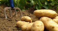 Bakan Fakıbaba'dan 'patates' açıklaması