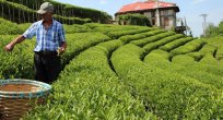 'Beyaz iksir'in kilosu 4 bin 500 lira