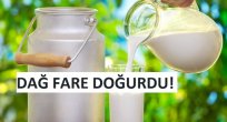 DAĞ FARE DOĞURDU!