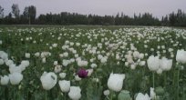 Haşhaş tohumu ihracatında Hindistan bereketi