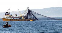 İSTANBUL BALIKÇILIĞININ YÜZDE 40’I SARIYER KARŞILIYOR