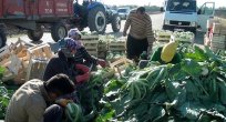 Kışlık sebze yetiştirerek 50 kişiye iş kapısı açtı