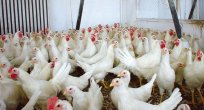 Kümes Hayvancılığı Üretimi, Ağustos 2017