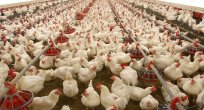 Kümes Hayvancılığı Üretimi, Aralık 2017
