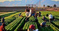 Mevsimlik tarım işçilerinin ortalama günlük ücretleri %12,7 arttı