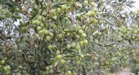 Olivtech Zeytin ve Zeytinyağı Fuarı, Türkiye'de zeytin ve zeytinyağı tüketimini arttıracak