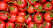 Rusya domates ithalatına yeşil ışık yaktı
