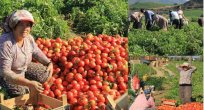 Rusya domates ithalini artırıyor