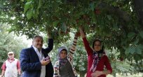 Rusya ile yapılan anlaşmalar elma üreticisine yaradı