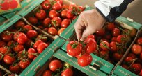 Rusya'ya domates ihracatı başladı