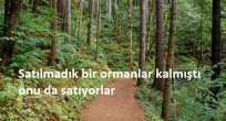 Satılmadık bir ormanlar kalmıştı onu da satıyorlar
