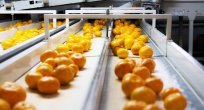Satsuma mandalina ihracatında aslan payı Rusya’nın