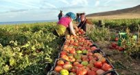 Tarım- ÜFE Haziran ayında %1,46 azaldı