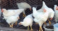 Tavuk yumurtası üretimi 1,5 milyar adet olarak gerçekleşti