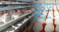 Tavuk yumurtası üretimi 1,6 milyar adet olarak gerçekleşti