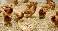 Tavuk yumurtası üretimi 1,7 milyar adet olarak gerçekleşti