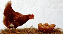 Tavuk yumurtası üretimi azaldı