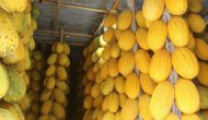 Tescilli Kırkağaç kavunu dış pazara açılıyor!