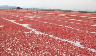 Torbalı’dan dünyaya 60 bin ton kuru domates