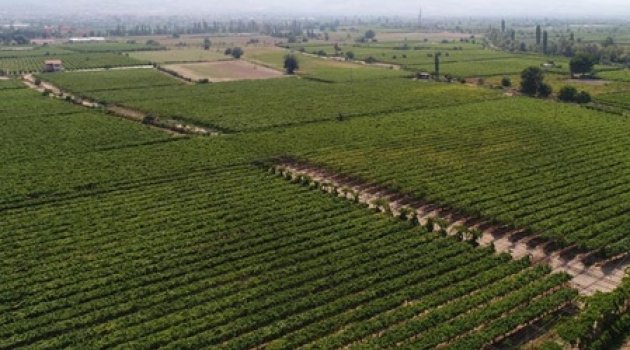 Türkiye’nin organik ürünleri Manisa’dan