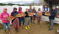 Yaz çileğini kışın da üreterek kazançlarını katladılar
