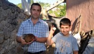 Yeşil yumurta yumurtlayan tavuk şaşırttı