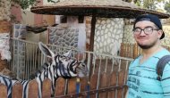 'Zebra görünümlü eşek' paylaşımı viral oldu