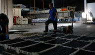 Zeytin atıklarından mangal kömürü üretti