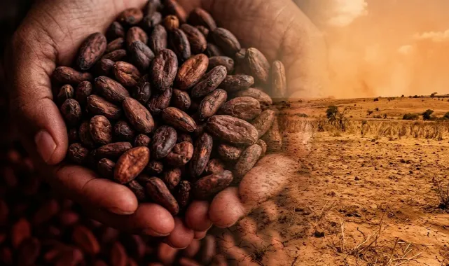 Çikolata Fiyatları Neden Yükseliyor? Küresel Kakao Krizinin Perde Arkası